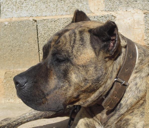 Faya | Perro de Presa Canario 