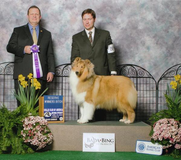 Spiritwind Anticipation | Rough Collie 