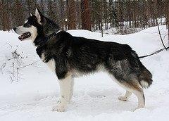 Najanin's Timberjack Thunder | Alaskan Malamute 