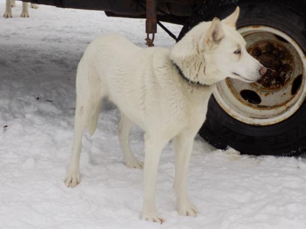 Rj's Bear 90.5 | Siberian Husky 