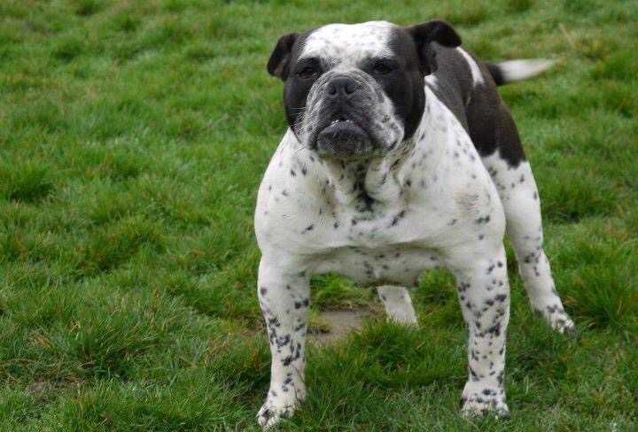 Bullforce's Crazy | Olde English Bulldogge 