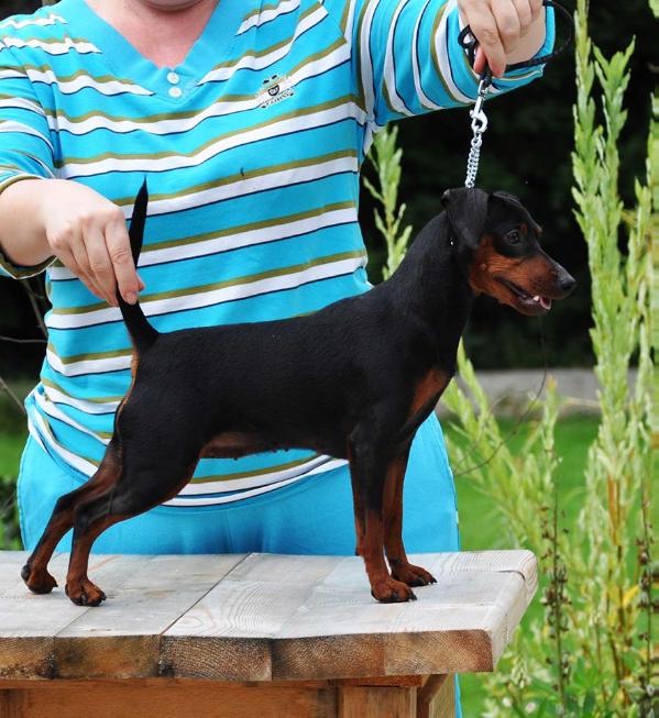 SANGRE CALIENTE KJARA | Miniature Pinscher 