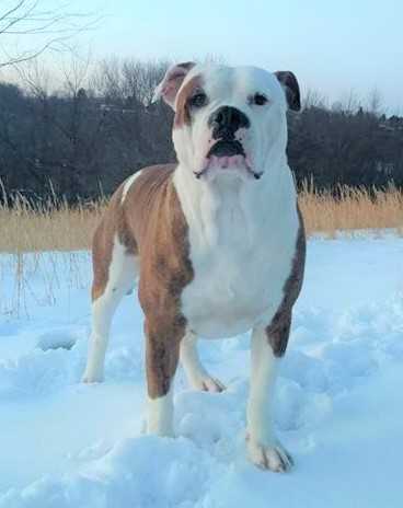 F. F. MOONRAKER'S APPLEJACK FOX | Alapaha Blue Blood Bulldog 