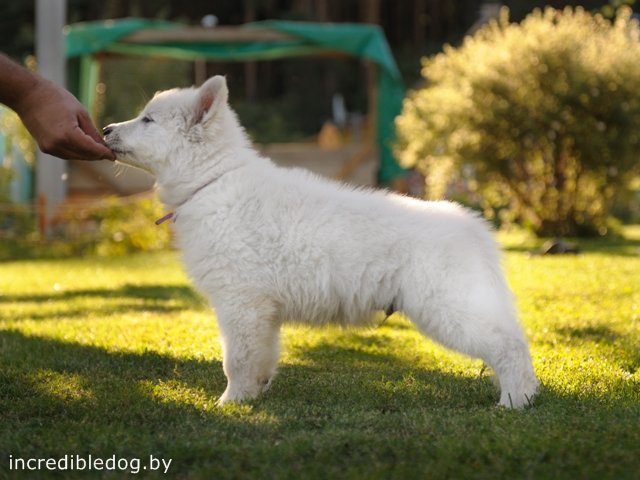 Akkord Incredible Dog | White Swiss Shepherd Dog 