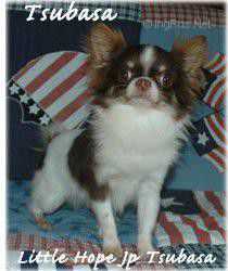 LITTLE HOPE JP TSUBASA | Chihuahua 