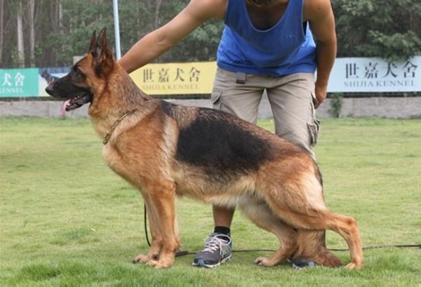 Zalli von DaBao | German Shepherd Dog 