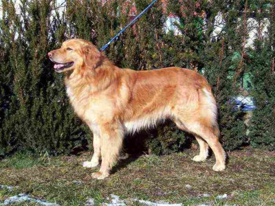 Bruce Country Bohemia | Hovawart 