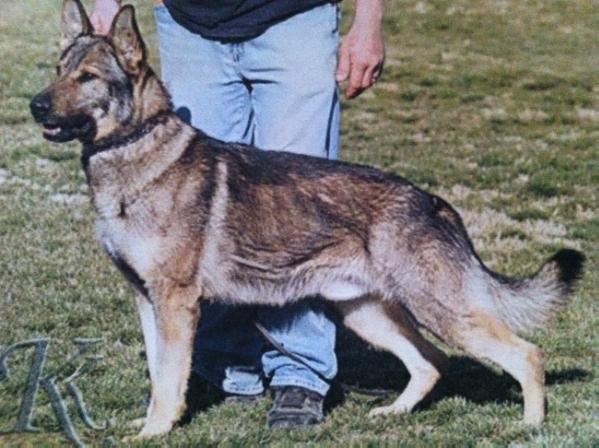 Anton von den Bunten | German Shepherd Dog 