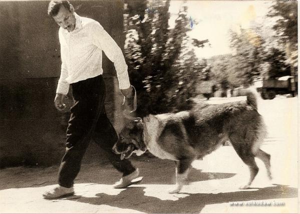 Boynak ow. Lalakov | Central Asian Shepherd Dog 