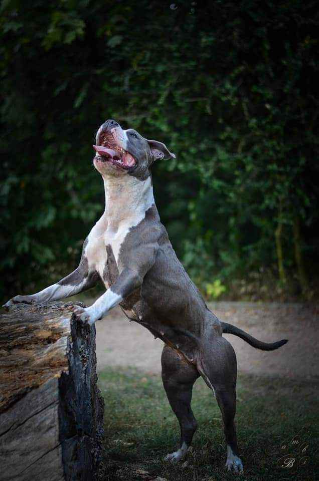 Atilla Bluehillspride | American Staffordshire Terrier 