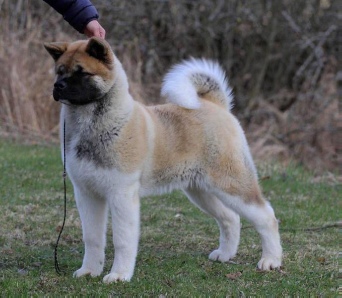 Vivalottara Killer Bronx | Akita 