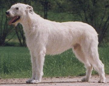 Lorbas von den Sarrazenen | Irish Wolfhound 