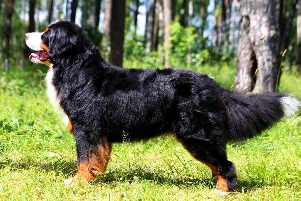 Bern star'S beehive lord the king | Bernese Mountain Dog 