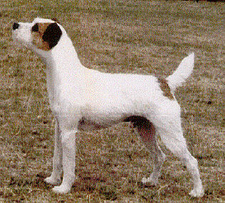 Howlbeck Piper | Parson Russell Terrier 