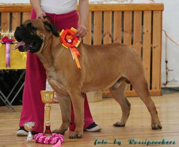 Avtoritet Boss Mafii | Bullmastiff 