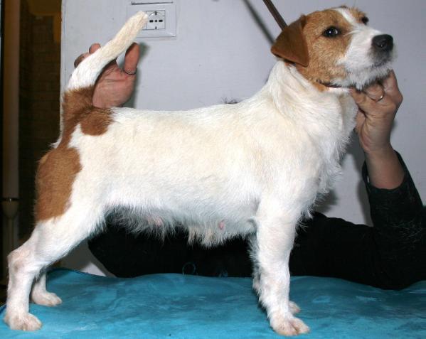 ROYAL DI SAN RUFFINO JACK MY VENUS | Jack Russell Terrier 