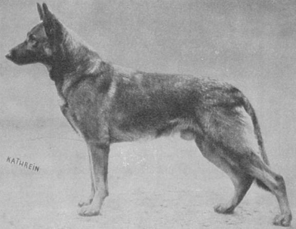 Alf von der Webbelmannslust | German Shepherd Dog 