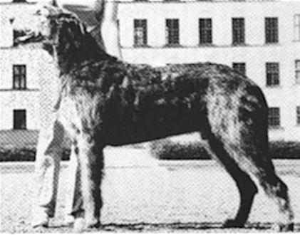 Kellybourne MinuteMAN of Solstrand | Irish Wolfhound 