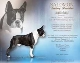 Salomon finding paradise | Boston Terrier 