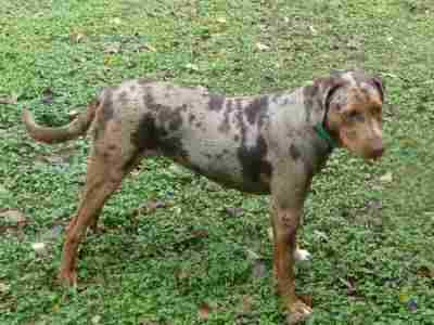 Aden's Chilinoba | Catahoula Leopard Dog 