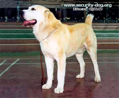 Tay bay | Central Asian Shepherd Dog 