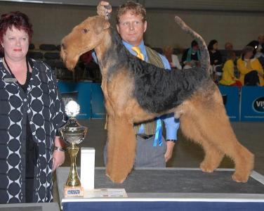 No Doubt of Malton | Airedale Terrier 