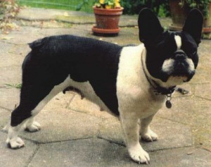 Geluna Von Hempel Chess | French Bulldog 