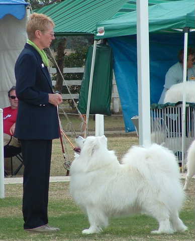 Sunmist Without Xception | Samoyed 