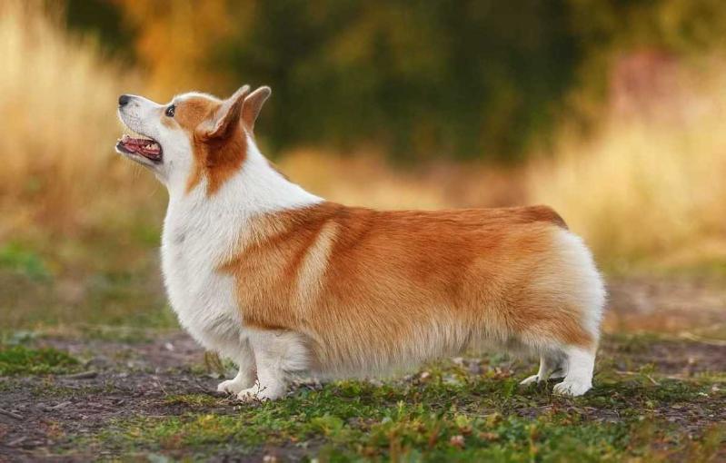 Mistycor Kiper Of Wizdom | Pembroke Welsh Corgi 
