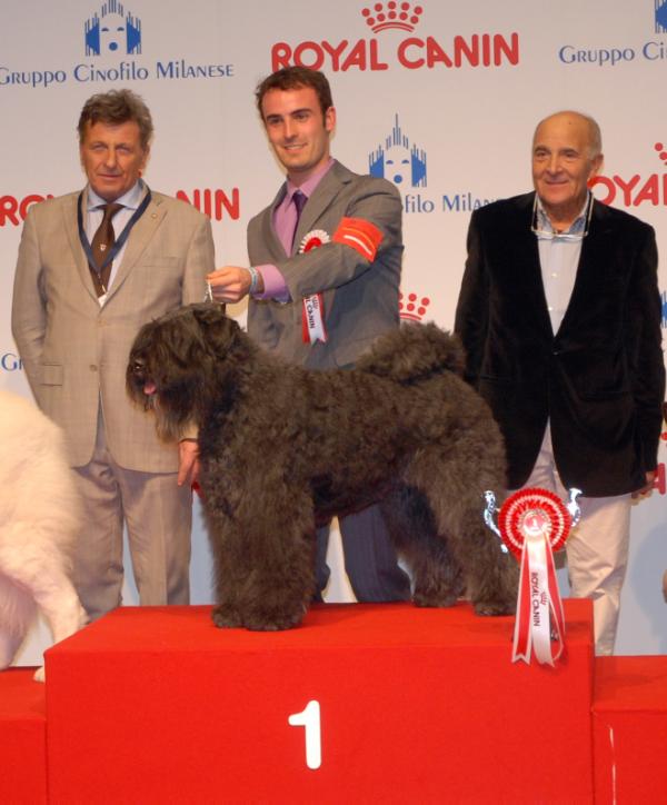 Femke Loes v.d.Vanenblikhoeve | Bouvier des Flandres 