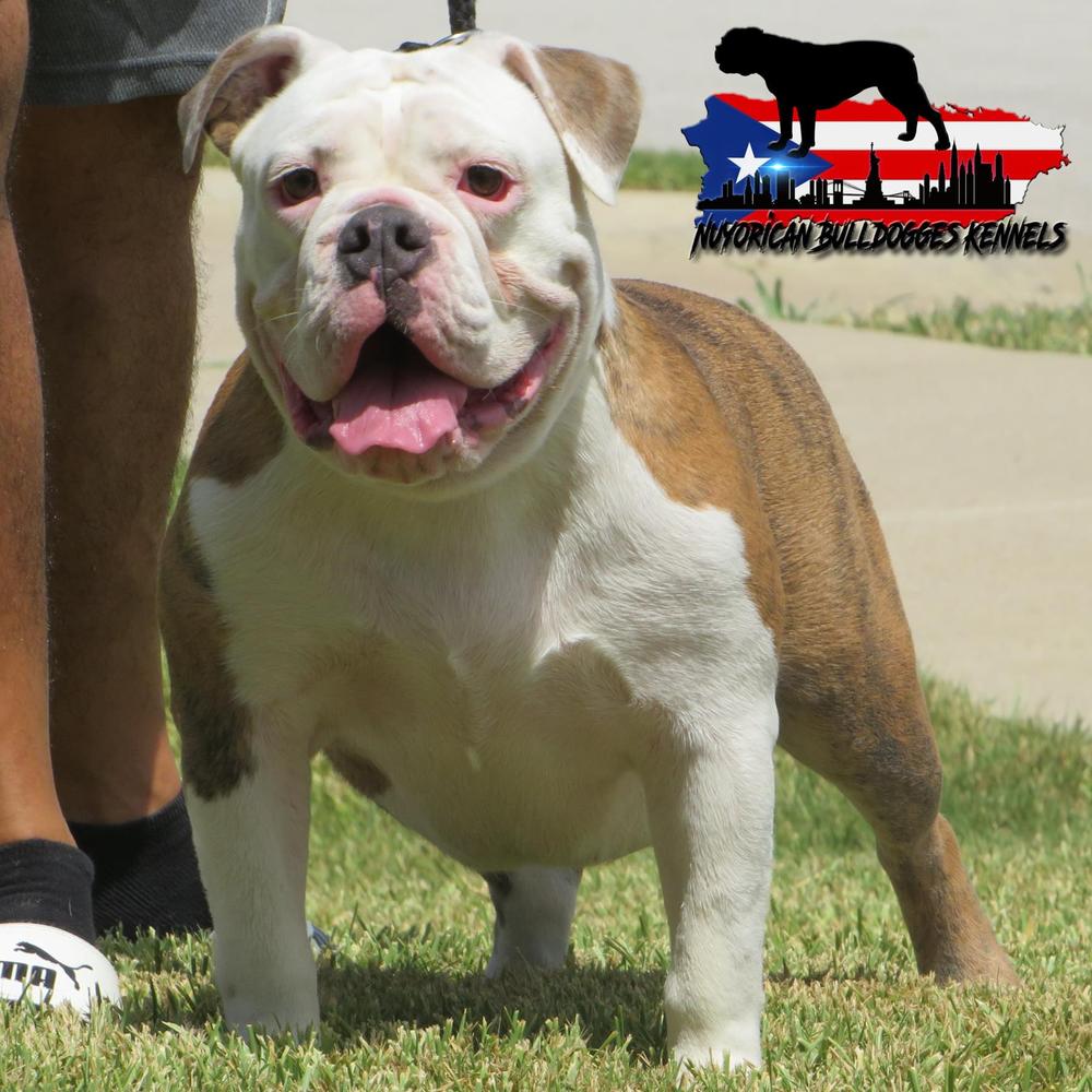 Nuyorican Bulldogges Karma | Olde English Bulldogge 