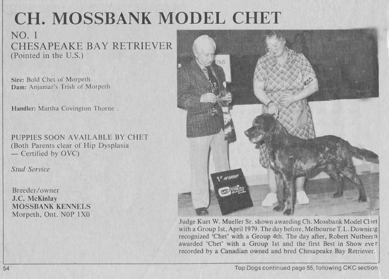 Mossbank Model Chet | Chesapeake Bay Retriever 