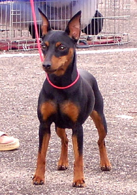 Malenkiy Kapitan Kolombina | Miniature Pinscher 