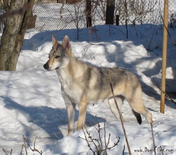 Tsaritsa iz podmoskovnogo carstva | Czechoslovakian Wolfdog 