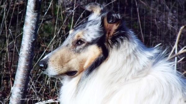 Adams' Outback Country Cowboy | Rough Collie 