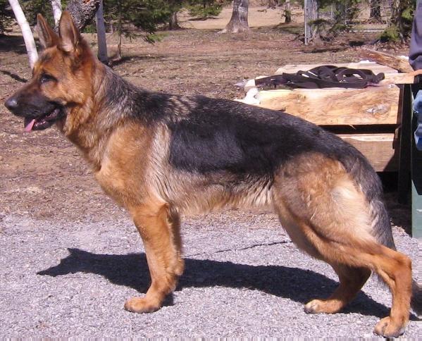 Nela Vom Drache Feld | German Shepherd Dog 