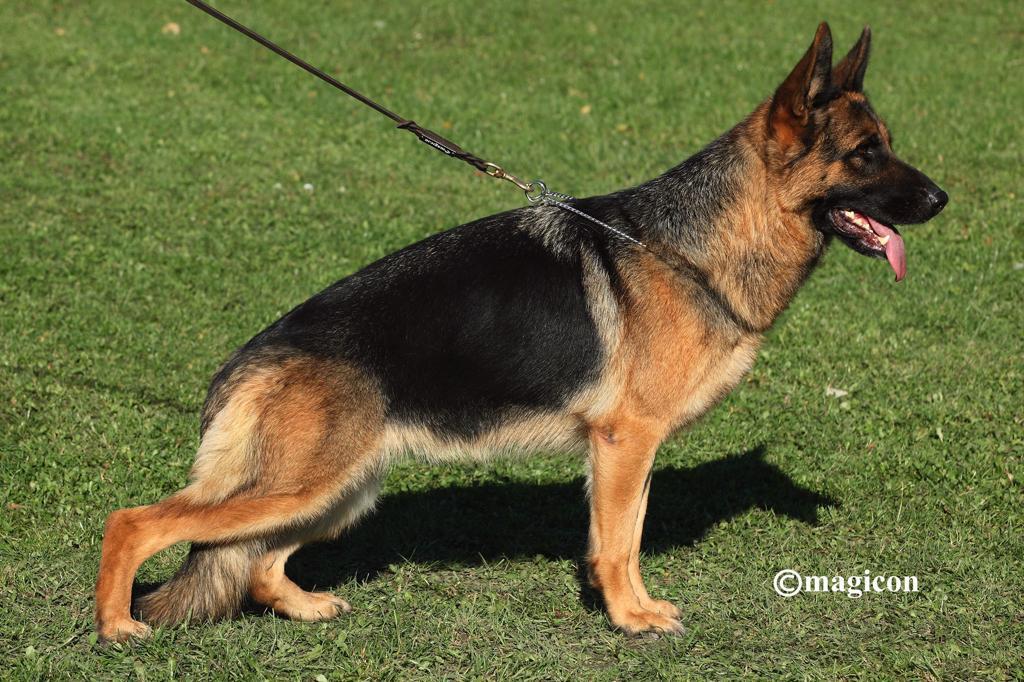 Ilka von der Burg Reichenstein | German Shepherd Dog 