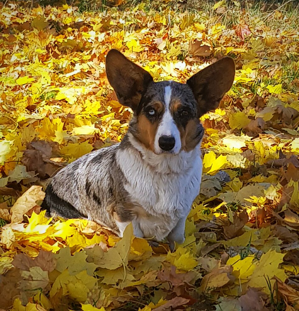 Blue Pearl VOPLOSCENIE MECHTY | Cardigan Welsh Corgi 