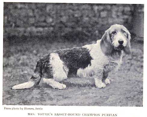 Puritan [Mrs. Tottie's] | Basset Hound 