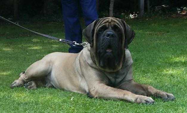 URSUS (GUTIERREZ) | Mastiff 