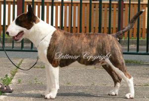 Rodeo Rider the Joker | Bull Terrier 