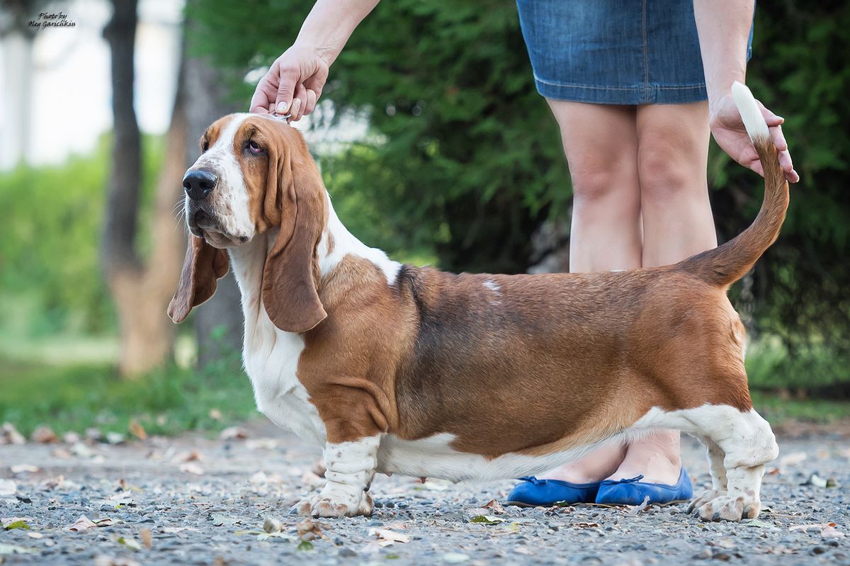 ASTER BASS ZARA EXOTIC SPICE | Basset Hound 