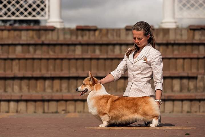 LEGI ARTIS AURUM WISPA | Pembroke Welsh Corgi 