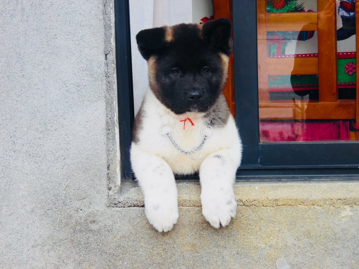 Gedafer Sinei Akar | Akita 