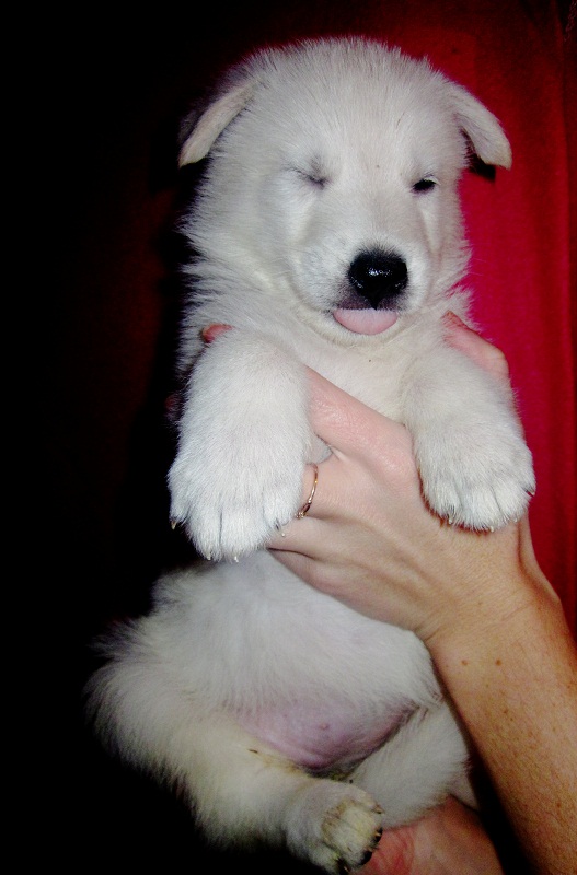 Fieliss M..... | White Swiss Shepherd Dog 