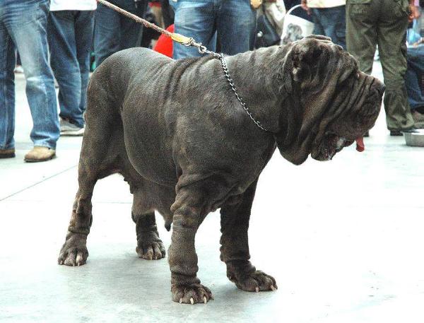 Asia del Nolano | Neapolitan Mastiff 