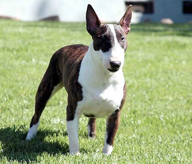 LAKOTA CHASE IN WINTER | Bull Terrier 