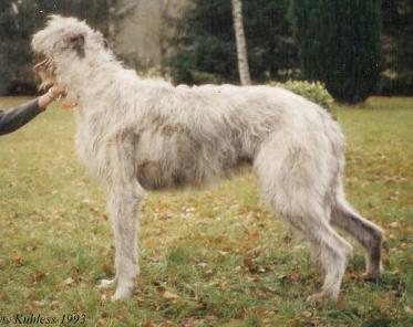 Gentle Giants Waggery Bill | Irish Wolfhound 