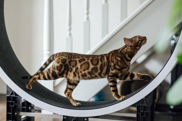 Bengal Cat