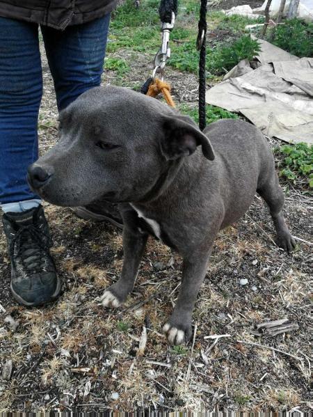 KATHE BLUE OF CANTERBURY | Staffordshire Bull Terrier 